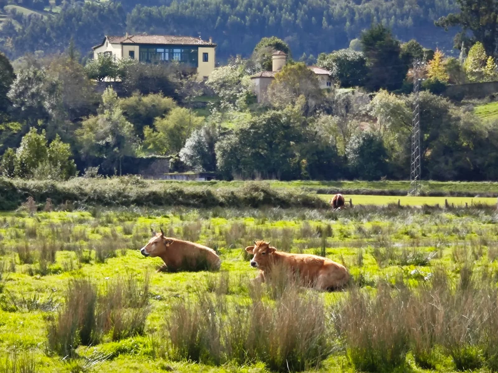 Imagen de la Ría de Villaviciosa