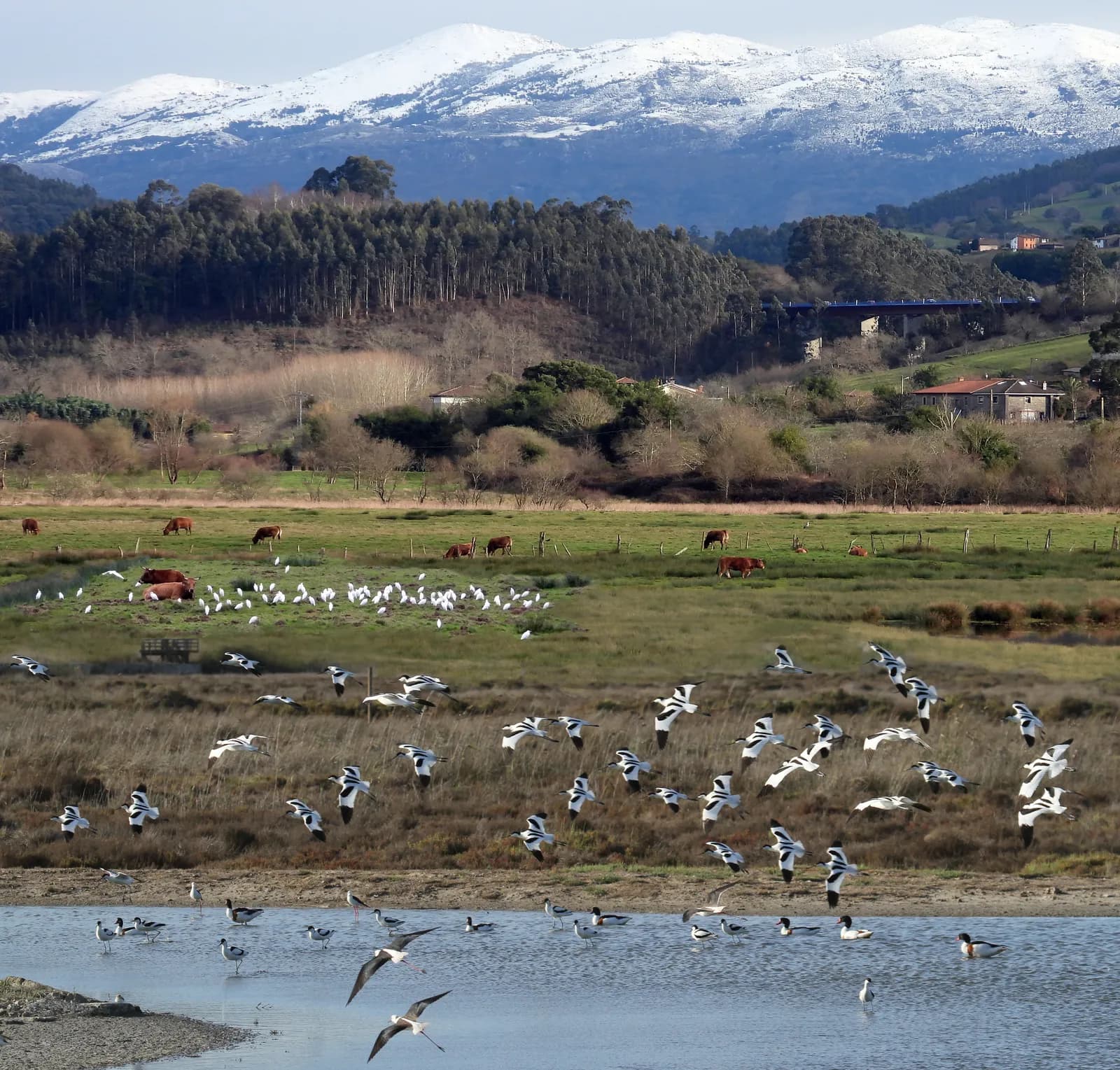 Alegaciones al Plan General de Ordenación de Villaviciosa